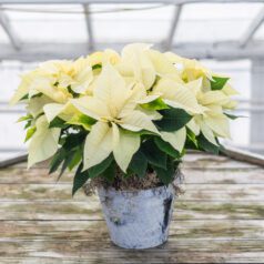 A white poinsettia plant in a pot on top of a table.