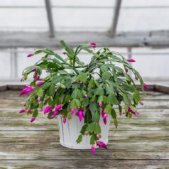 A potted plant with pink flowers on top of a wooden table.