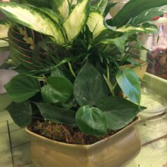 A plant is sitting in a brown pot on the table.