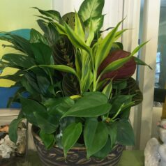 A plant is sitting in a bowl on the table.