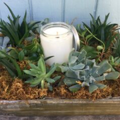 Succlent garden with candle