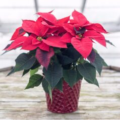 A red poinsettia plant in a red basket.