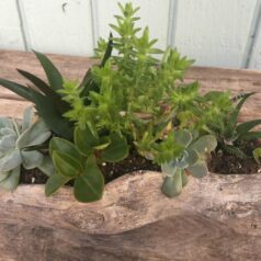 A wooden table with plants in it