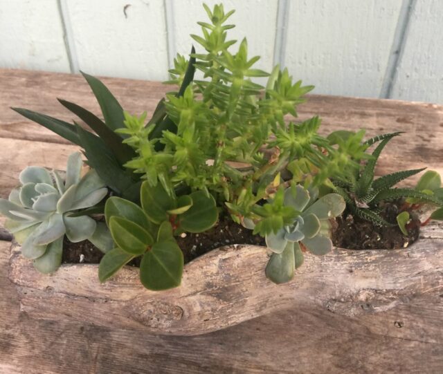 A wooden table with plants in it