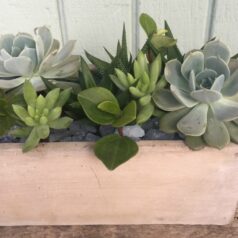 A wooden table with plants in it