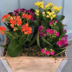 Kalanchoes of Different Colors in a Wooden Box