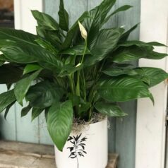 A plant is sitting in a white pot on the porch.