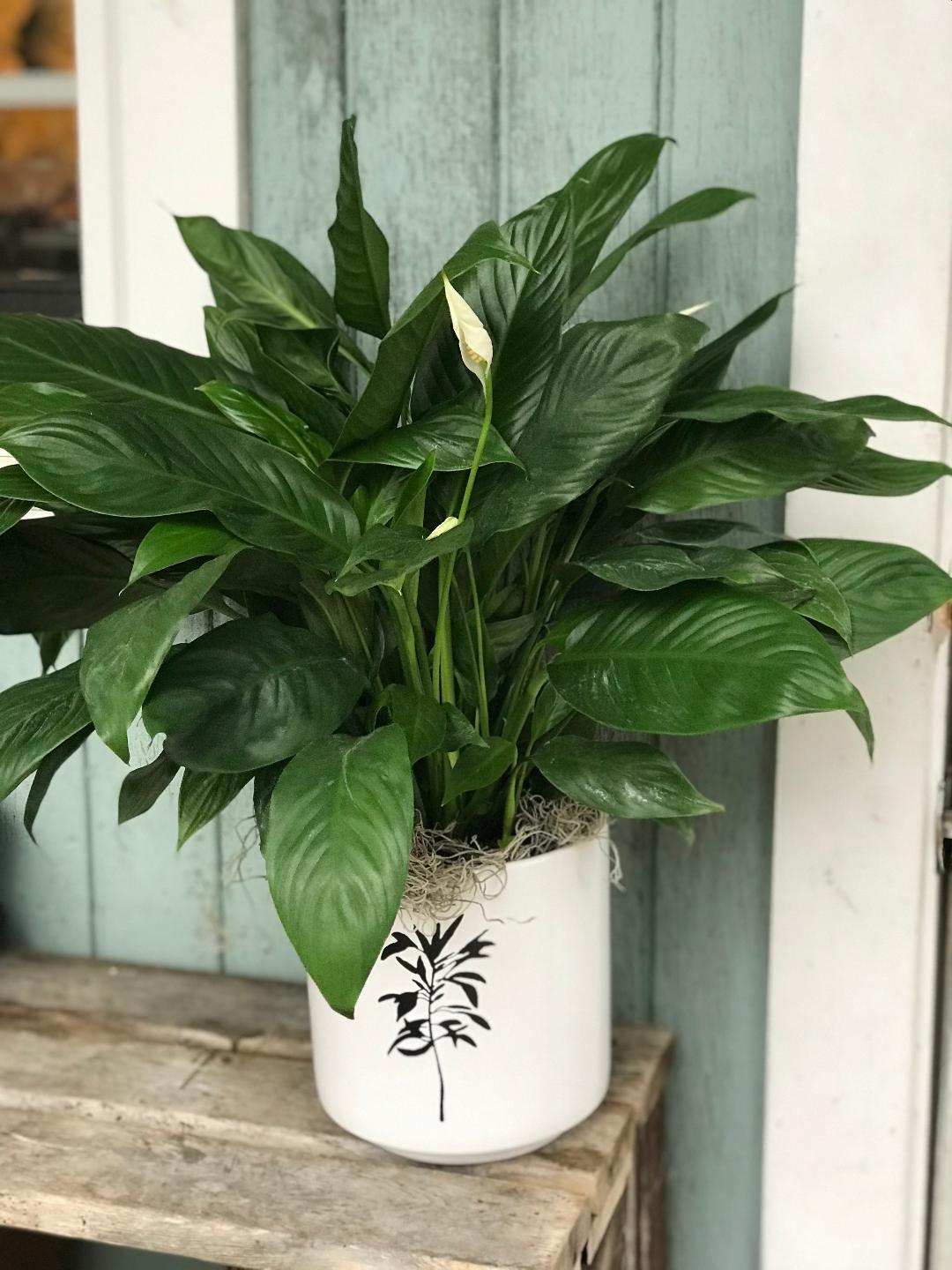 A plant is sitting in a white pot on the porch.