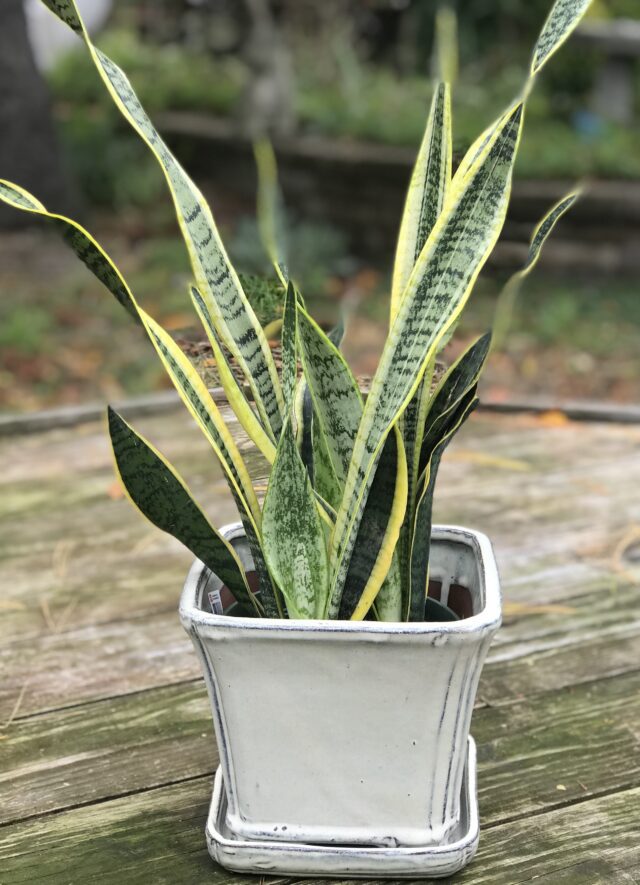 A potted plant sitting on top of a wooden table.