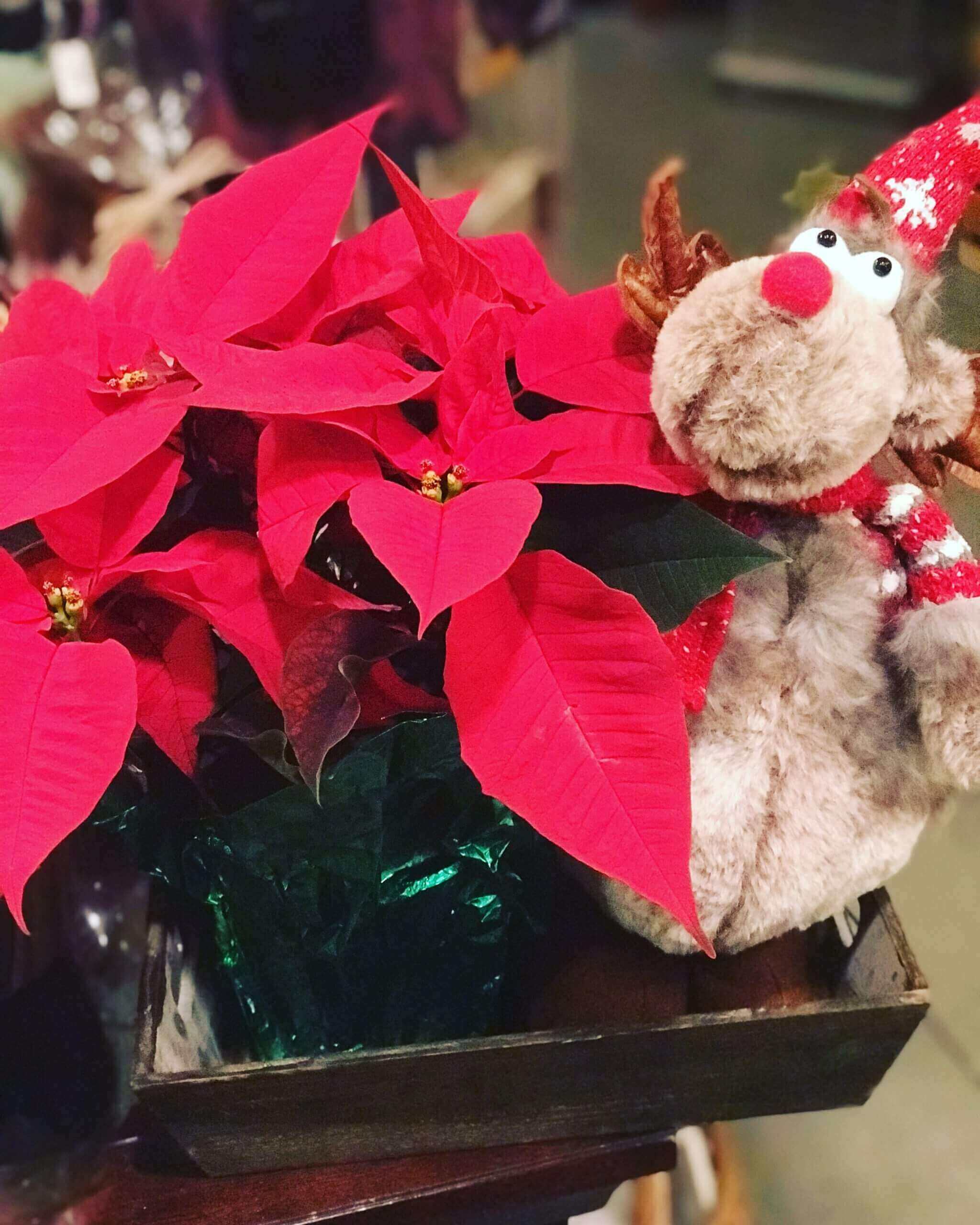 A stuffed animal sitting in front of some poinsettia plants.