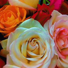 A close up of some roses in different colors