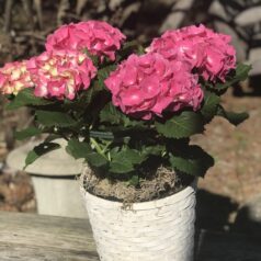 A pink flower in a white pot on top of a table.