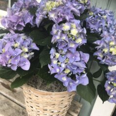 A basket of purple flowers sitting on top of a table.