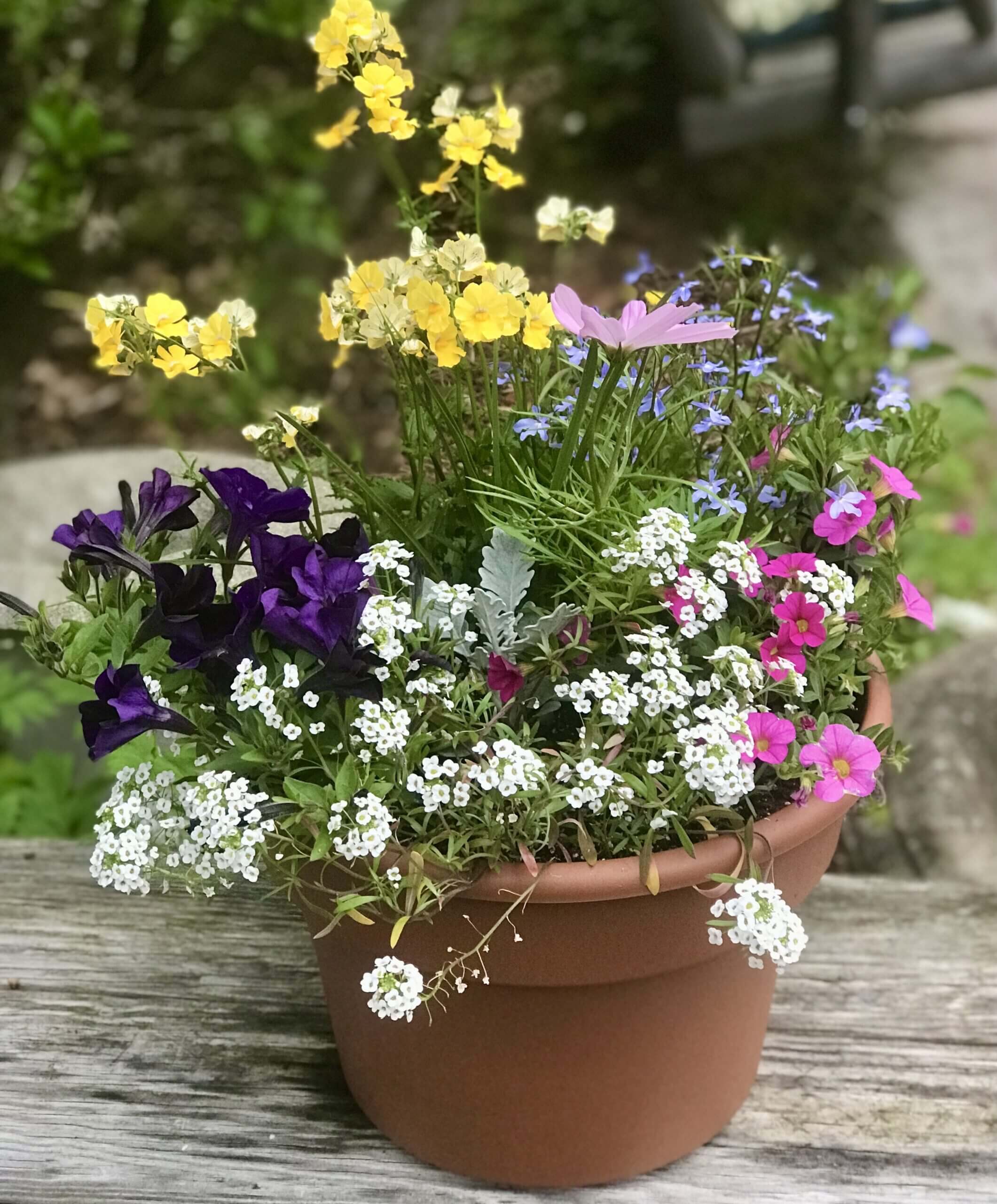 Large patio colorful planter of annuals