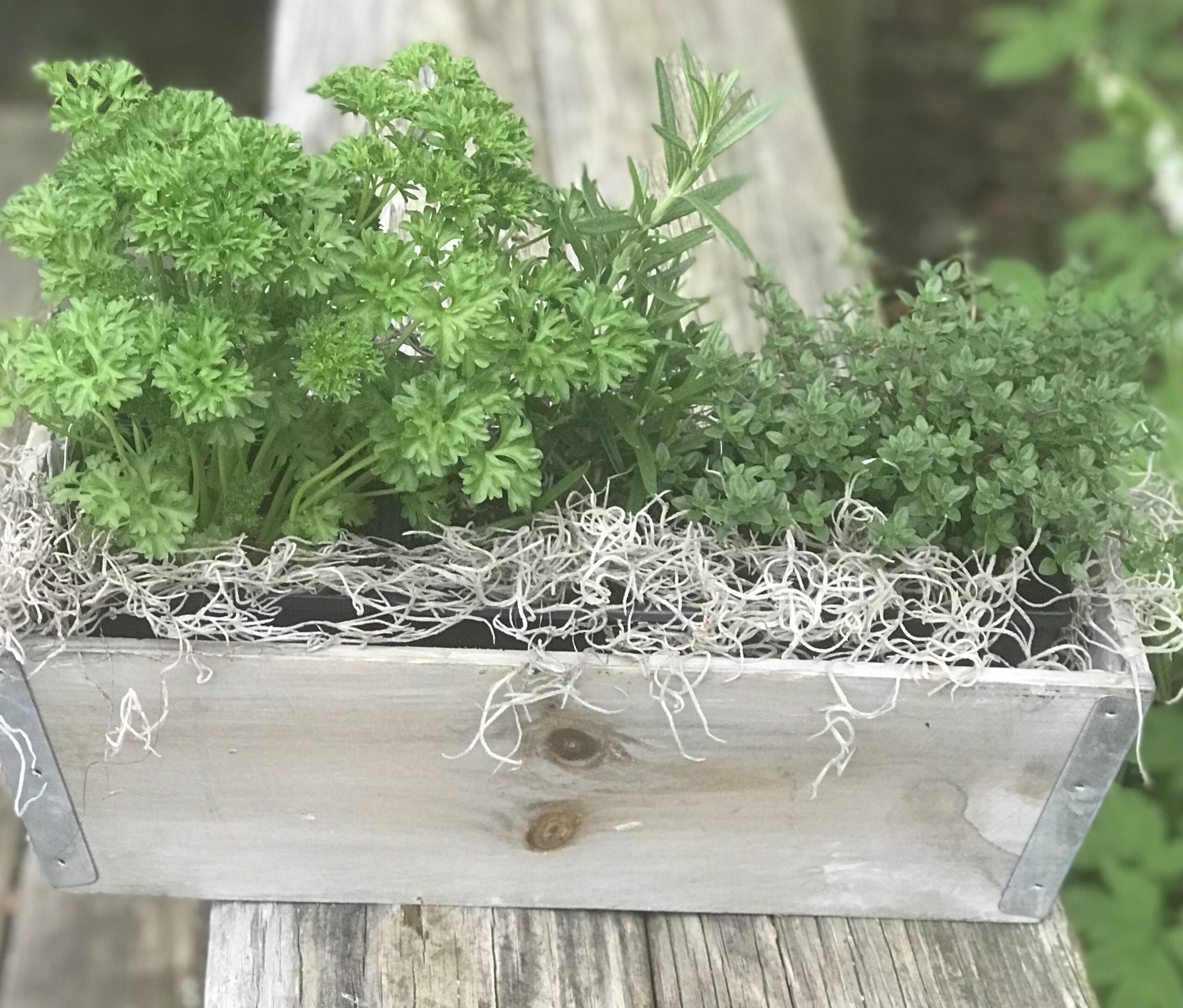 Herb garden in a wooden box with mint leaves