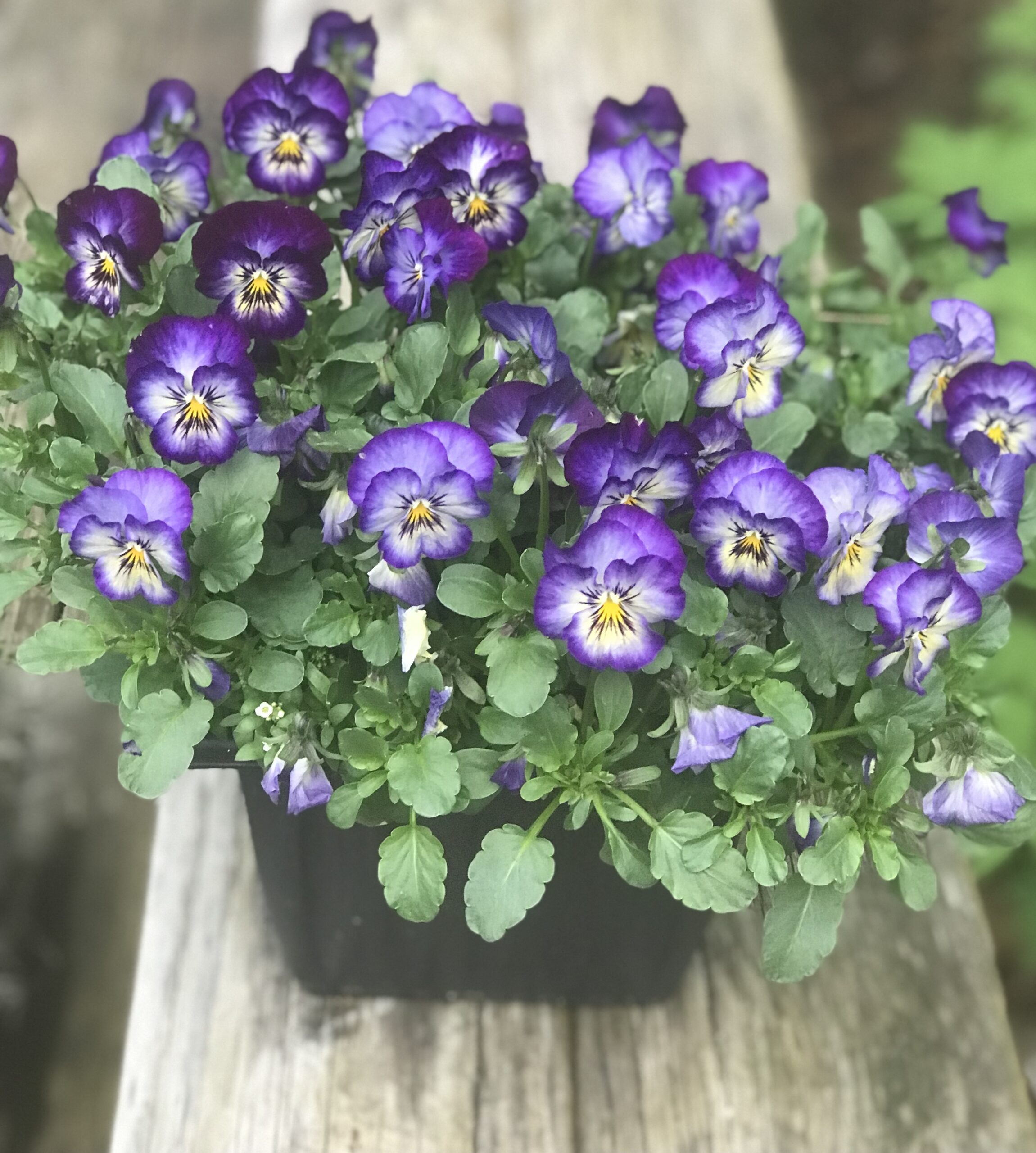 Happy Viola planter with purple flowers