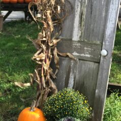 A pumpkin and some bushes on the ground