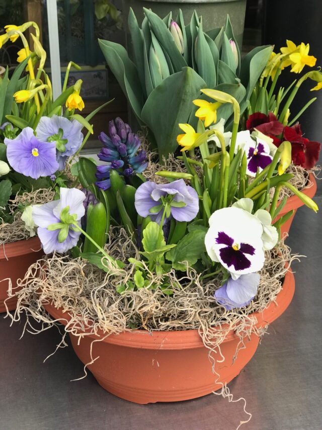 Spring Garden DIY workshop-Thurs. 4/11 at 6:30 pm - Gulbankian Florist