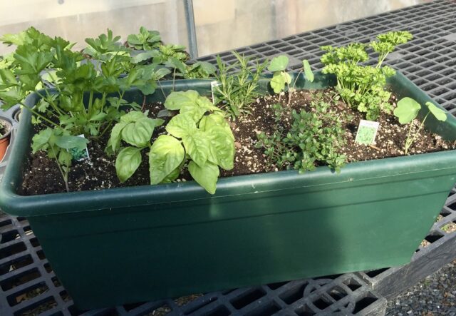 Herb Garden Deck Rail planter with organic potting soil workshop, Sunday, May 18th @ 1 pm