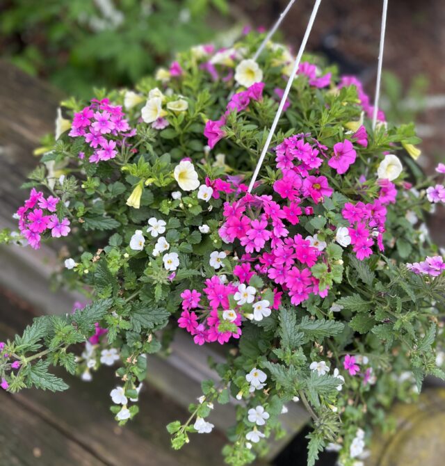 Our own hanging basket of summer annuals