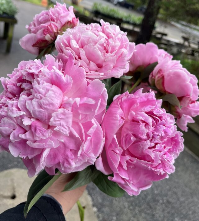 Locally grown peonies in a hand tied bouquet! Limited.