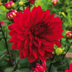Garden Wonder Red Potted Dahlia Plant