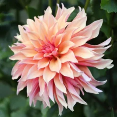 Labyrinth Potted Dinnerplate Dahlia Plant