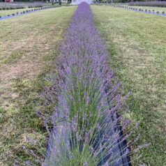 Summer Outing to Lavender Waves Lavender Farm in Wakefield, RI Weds. July 22nd!