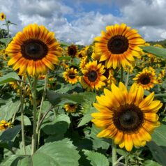 Pick Your Own Sunflowers Outing at Verrill Farm in Concord, MA.  August Date TBD!