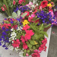 DIY container garden of summer annuals at Gulbankian Florist, Saturday, June 13th at 1 pm