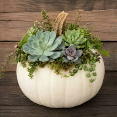White Pumpkins and Succulents at Gulbankian Florist, Thursday, 10/22 at 6:30 pm